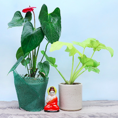 Combo Of Beauty With Buddha Idol