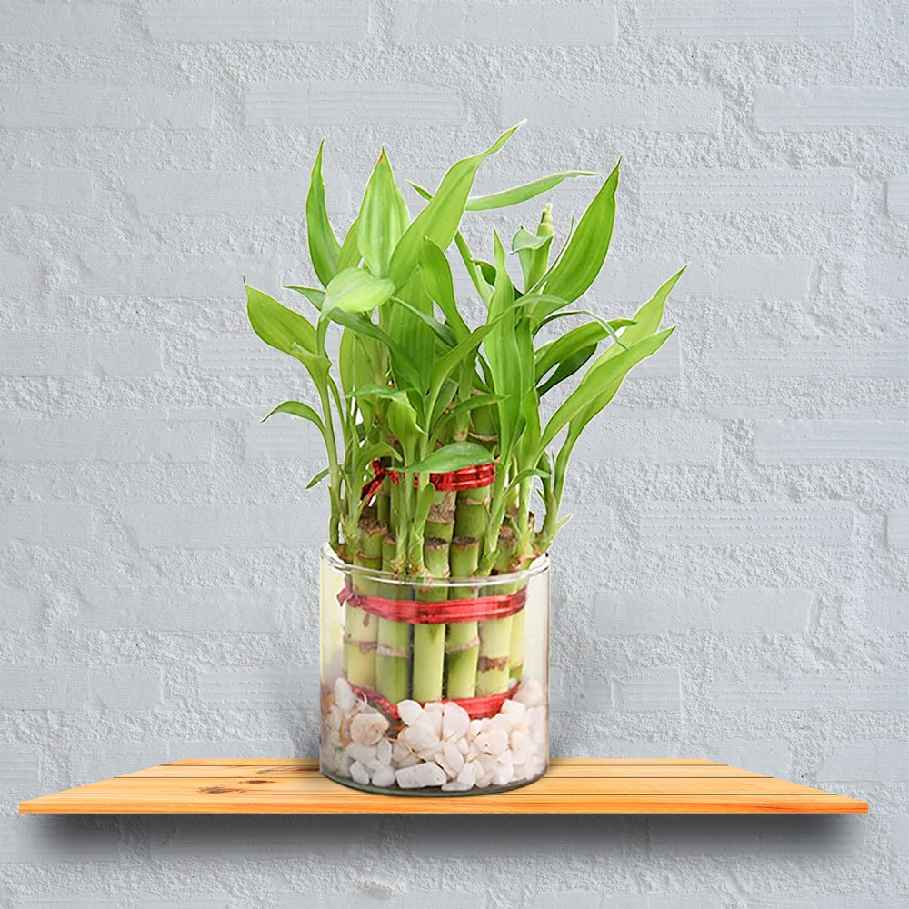  Double Layer Lucky Bamboo Plant